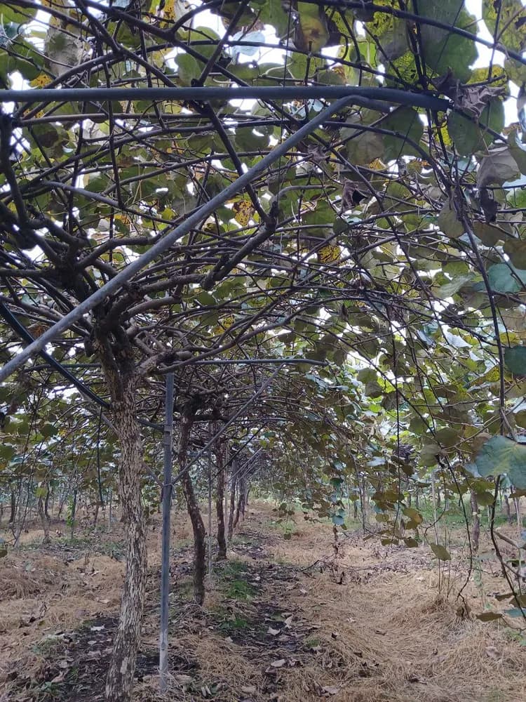 Kiwi vines