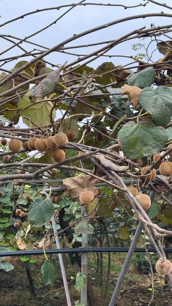 Baby kiwis
