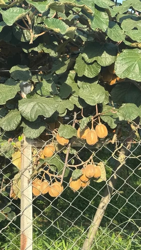 Beautiful kiwis